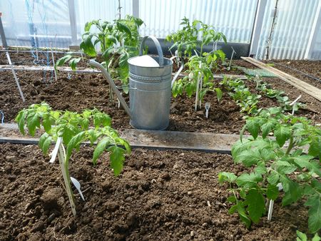8 -plantation tomates serre (7)