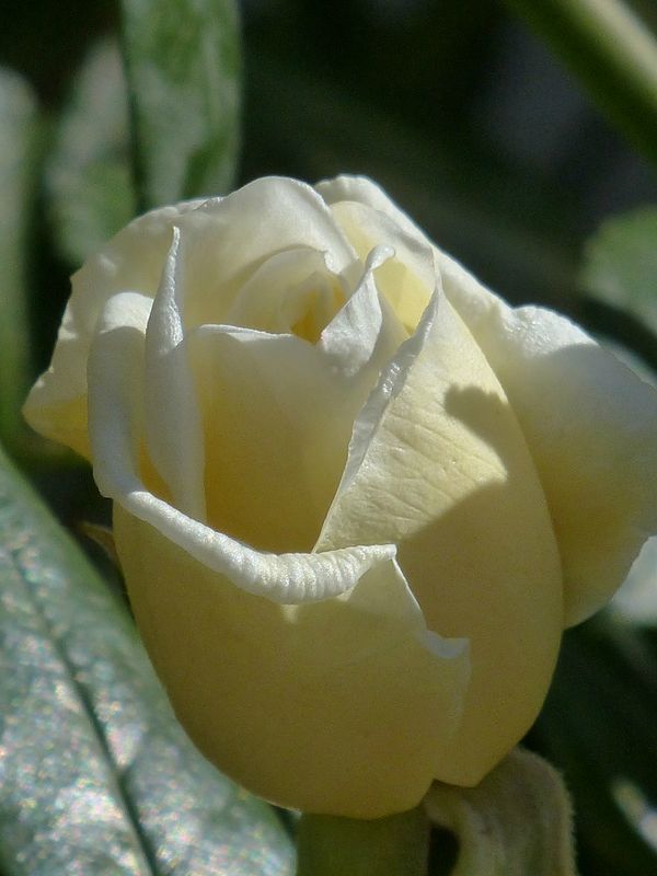 P1010369