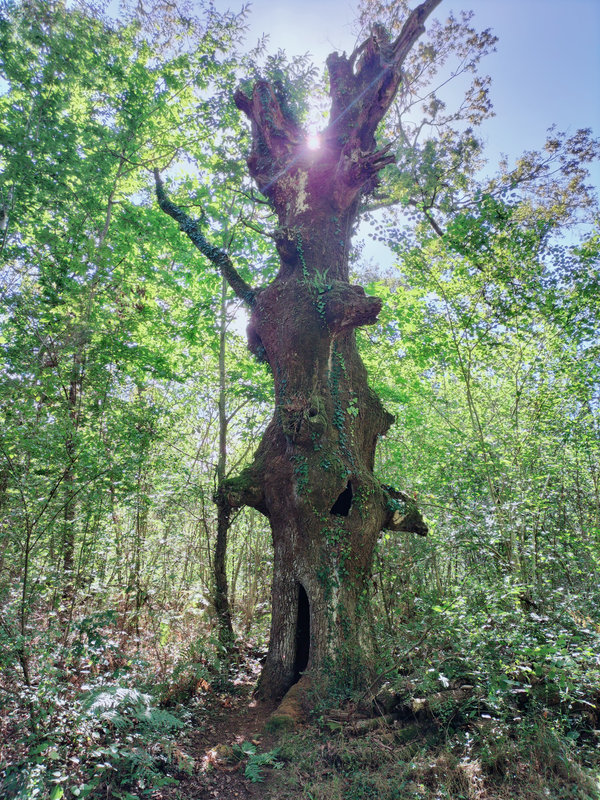 Ainhoa, un arbre qui fait peur