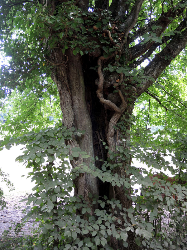 Chaulgnes, arbre (58)