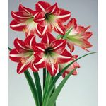 Amaryllis_Minerva