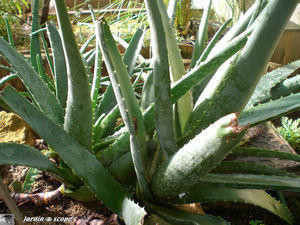 CIMG1401_Aloes