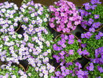 Aubriettes