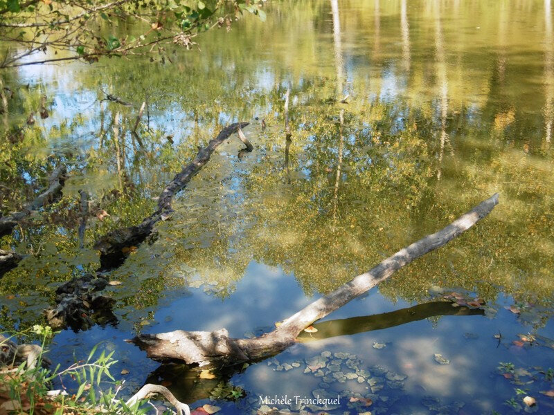 Etangs de la Marnière, de Vicq d'Auribat et St Jean de Lier 290918