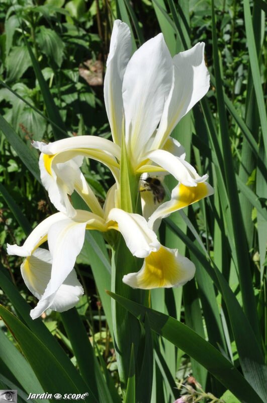 Iris orientalis blanc et jaune (Spuria) • Famille des Iridaceae