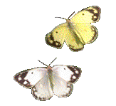 papillon_041