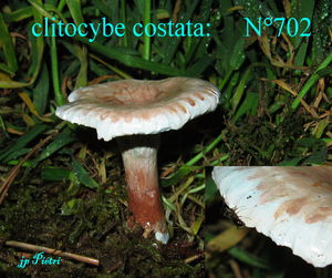 clitocybe_costata__n_702