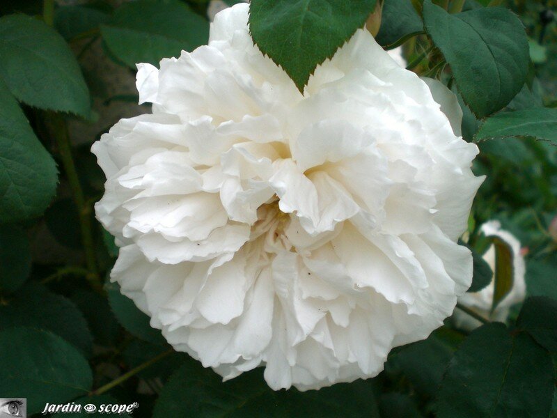 Winchester cathedral naturellement blanc !
