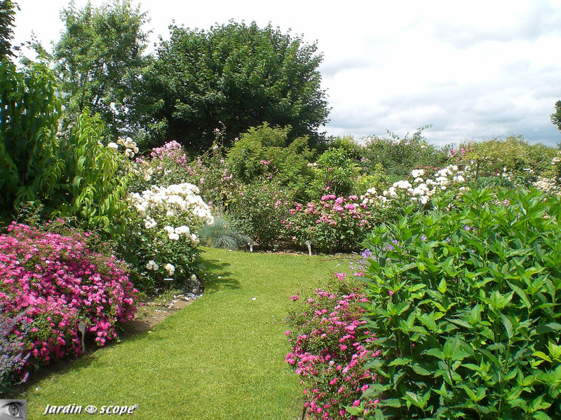 La roseraie en juin 2009