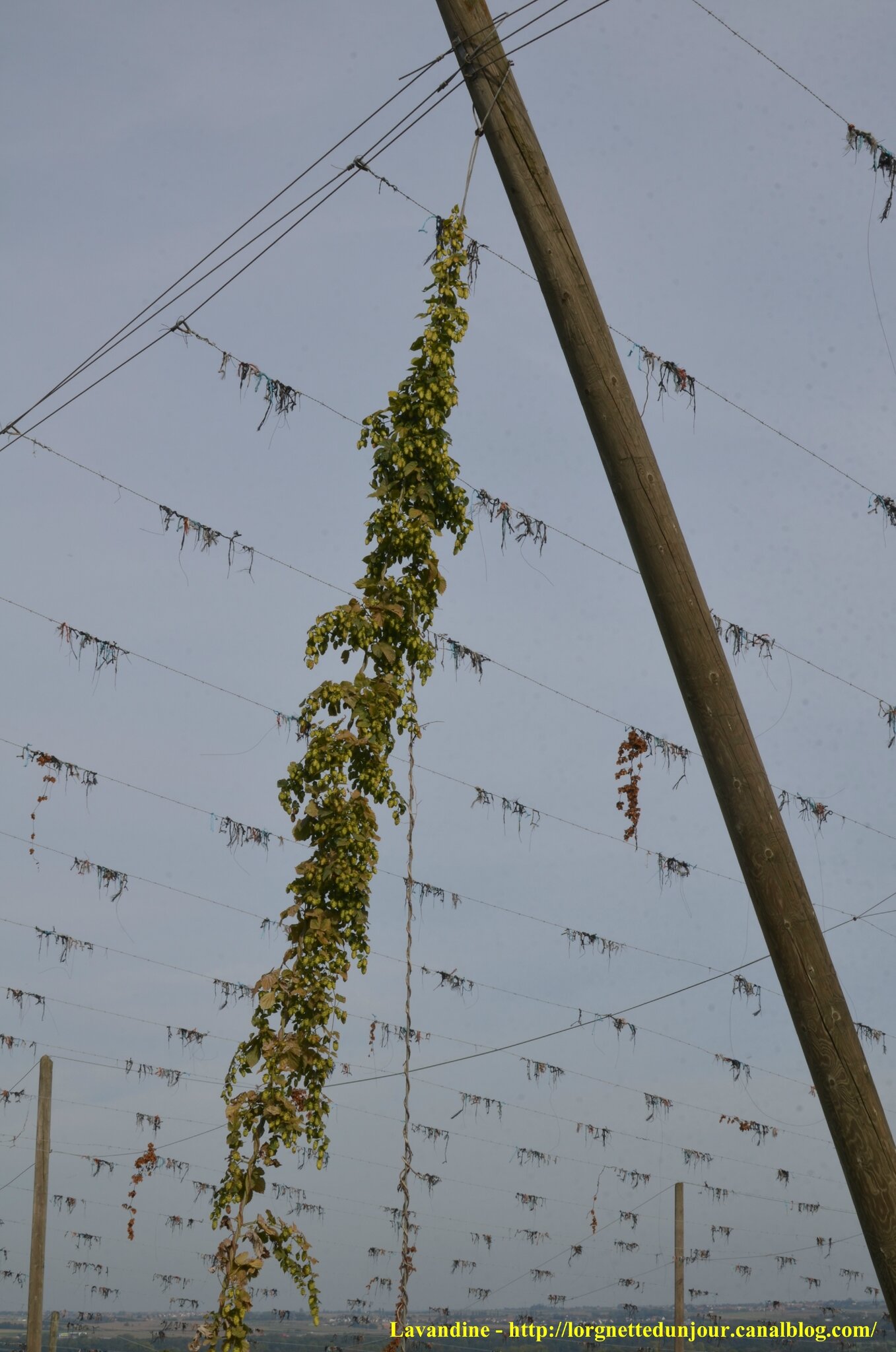 wingersheim sentier du houblon 2014 septembre (57)