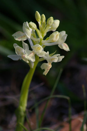 2010_04_Orchis_provincialis_01