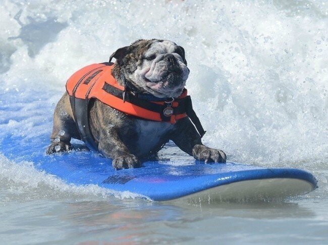 chiens surfeurs USA 3