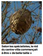 frelons asiatiques 3