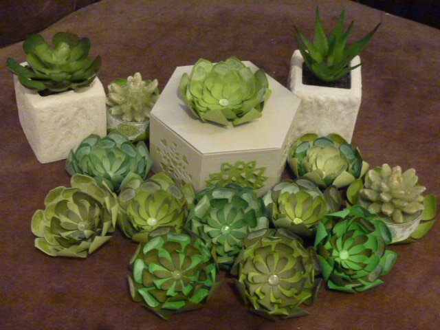 21d Collection de succulentes