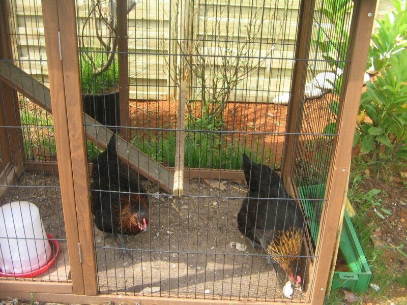 Poules et Nugget's mercredi 16 juin 2010 005
