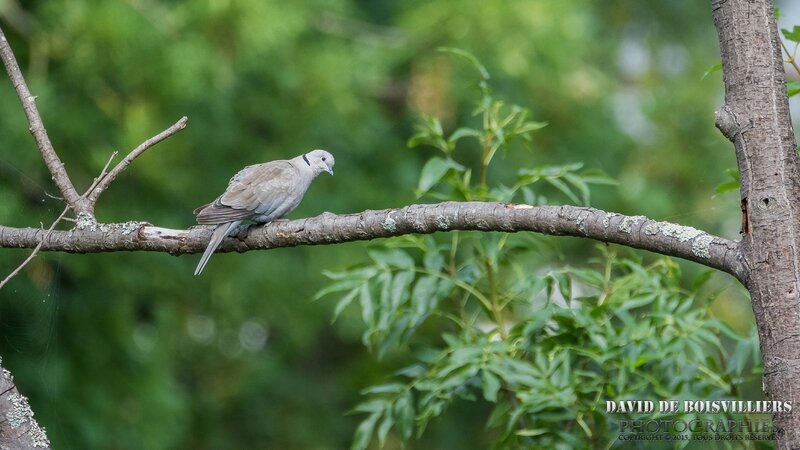 Tourterelle Turque (Streptopelia decaocto)