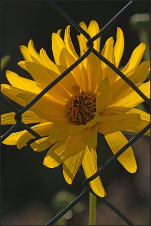 QM_fleur_grillage_250810