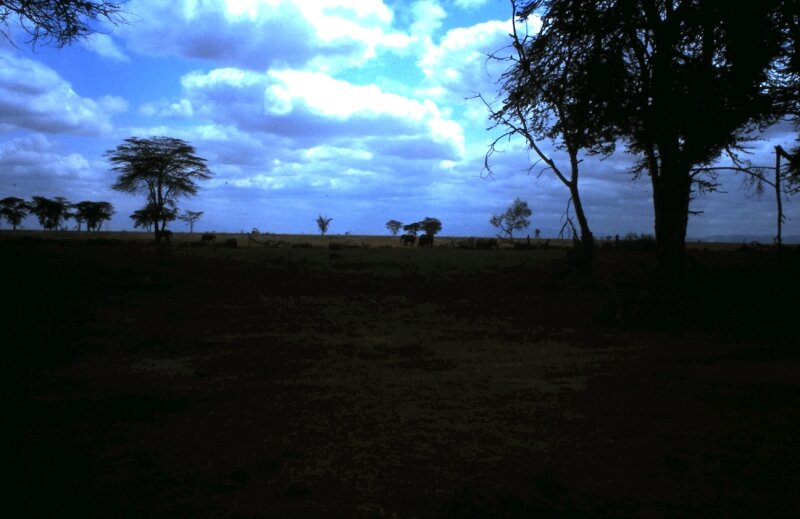 amboseli paysage u