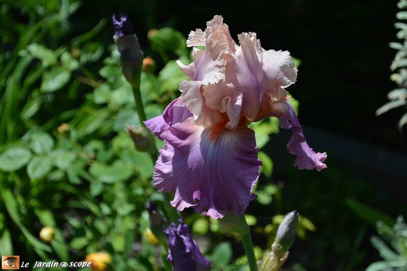 Iris-swett