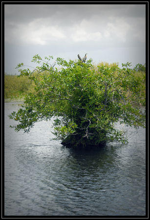 Everglades04