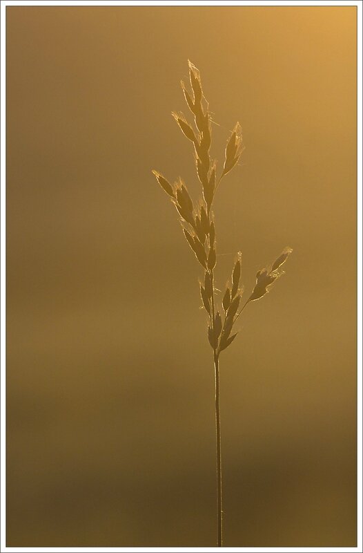 plaine graminée soir 180513