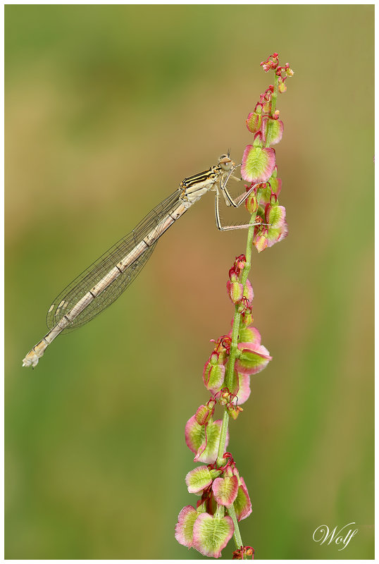 platycnemis-pennipes-23-03
