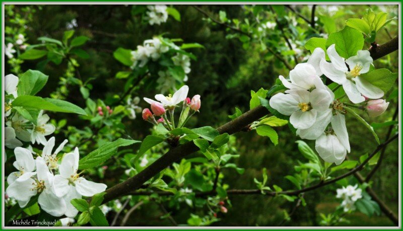 Fleurs de Pommier 1804152