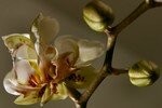 Orchidee1
