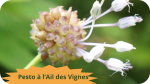 35 AIL DES VIGNES(3)pesto à l'ail des vignes-modified