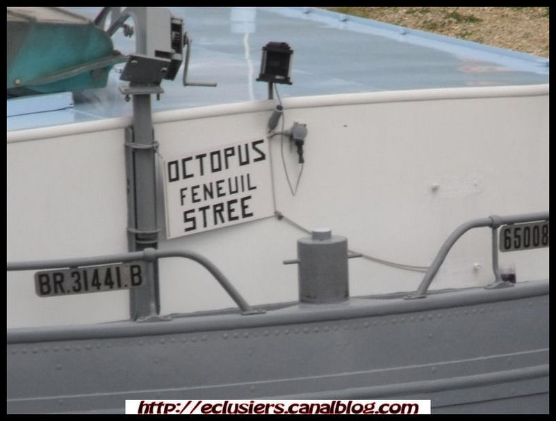 Octopus_25062011002