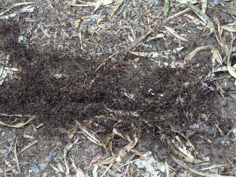 Une colonne de fourmis