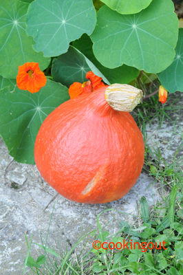 Cooking passe au orange pour octobre mais fait un détour dans le rose pour une bonne cause ! recettes Salade aux capucines pour commencer octobre orange chez Cookingout