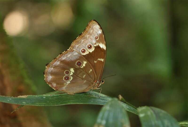 Morphinae sp.