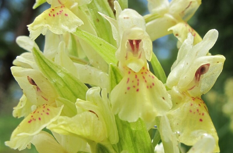 15- Orchis sureau - f