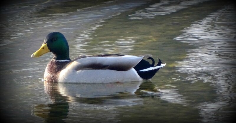 canard