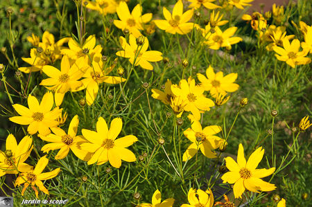 Coreopsis_verticillata