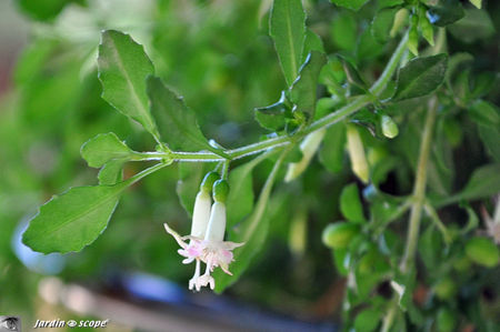 Fuchsia_obconica