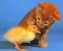 chat_et_le_canard