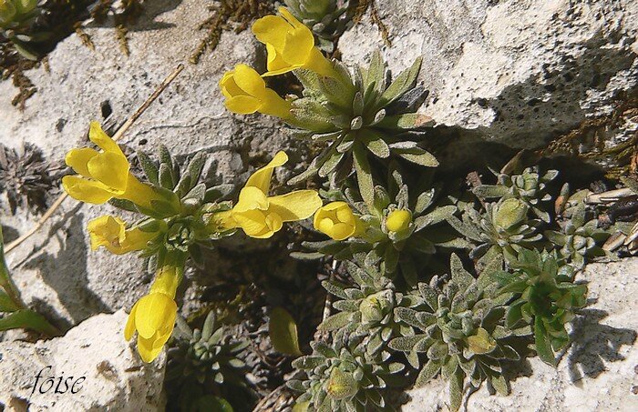 corolle à 5 lobes entiers arrondis