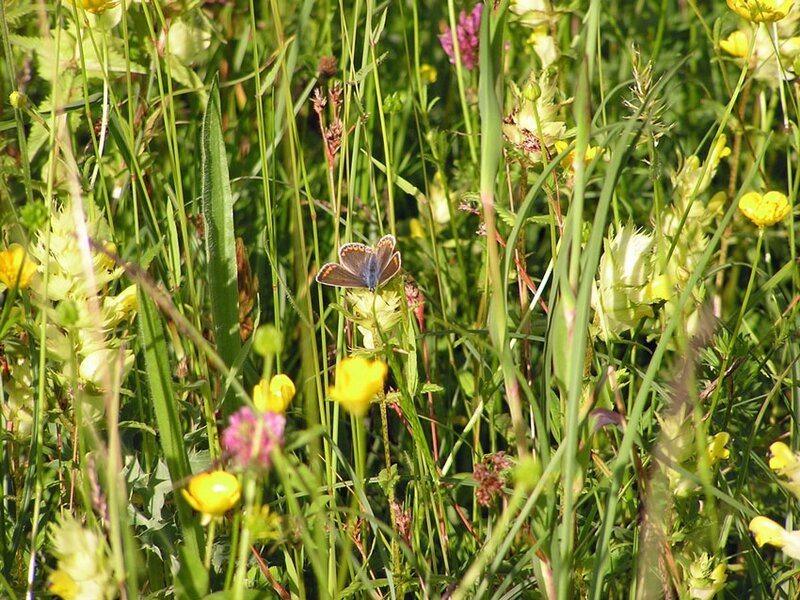 meadow-butterfly