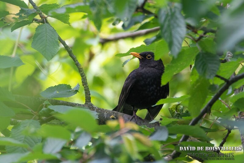 Merle noir (Turdus merula - Common Blackbird)