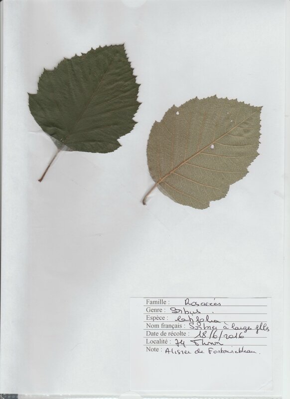 sorbus latifolia