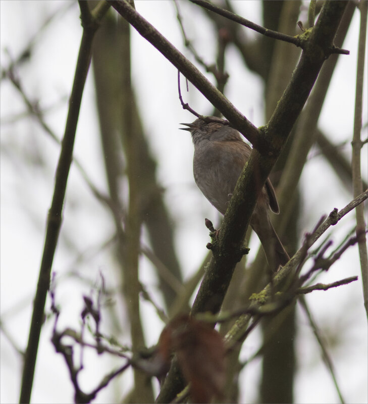 oiseau accenteur perché chant 310121