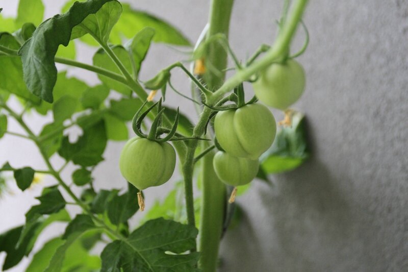 LA tomates n'ai pas un légume,mais un fruit