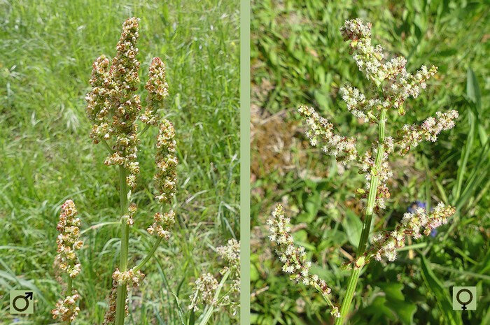 fleurs dioïques en panicule longue lâche nue