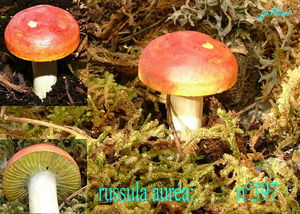 russula_aur_a_n_397