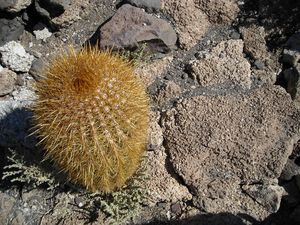 uyuni J-1 (21)