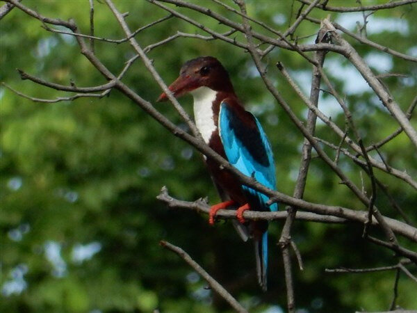 Udawalawe, oiseau (3)