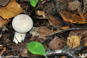 Vesse-de-loup perlée • Lycoperdon perlatum