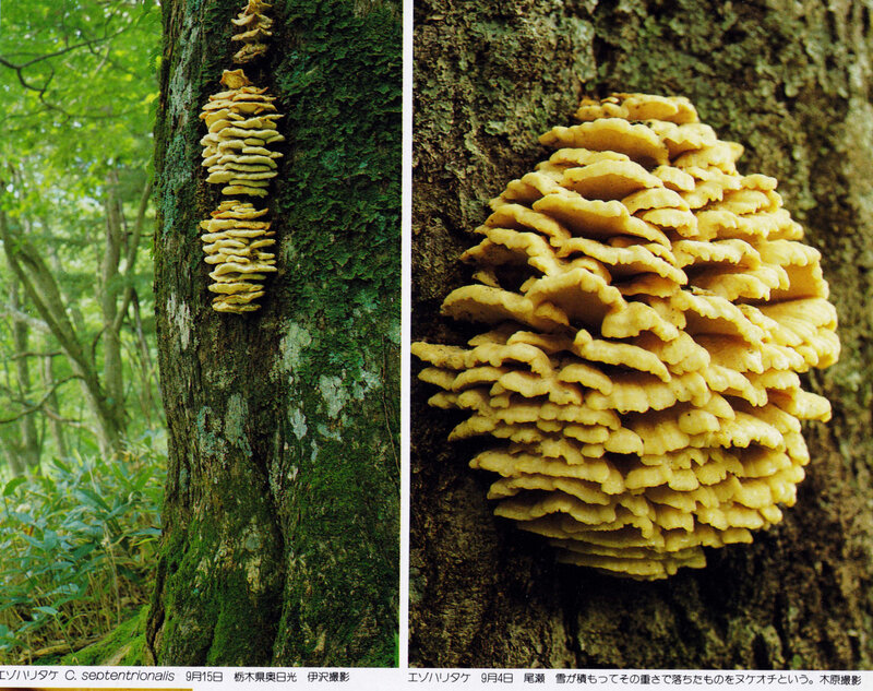 Climacodon septentrionalis IOH 435 Izawa